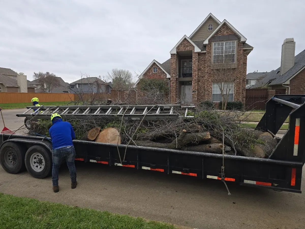 Expert Tree Pest Control with proper safety equipment in Plainville